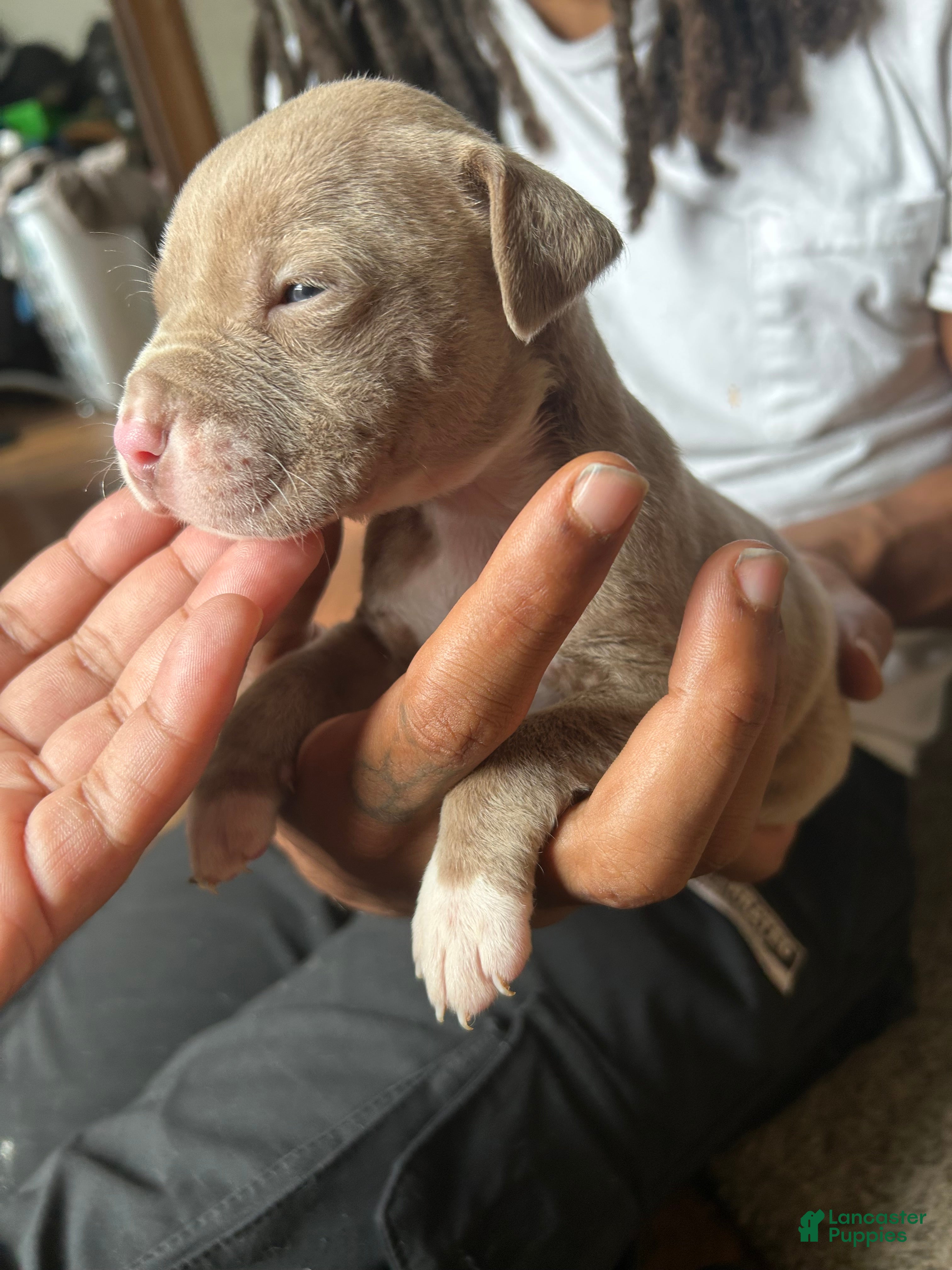 American Pit Bull Terrier dogs American Pit Bull Terrier 8 - Ad 18