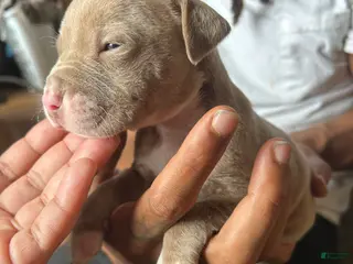 American Pit Bull Terrier dogs American Pit Bull Terrier 8 - Ad 36