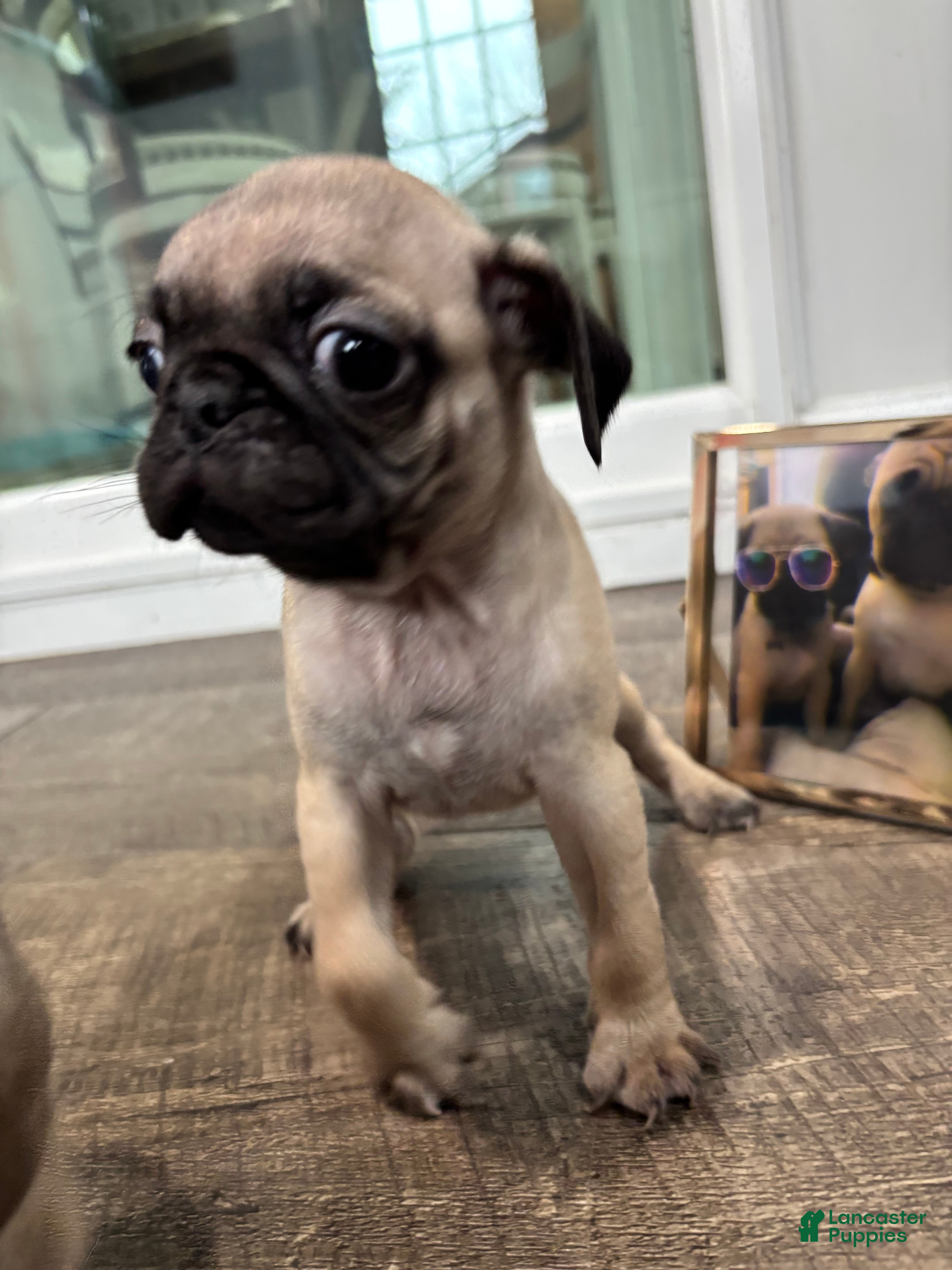 Pug dogs for sale: Pug Puppy 1 - Ad 2