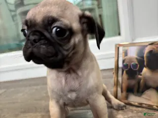Pug dogs Pug Puppy 1 - Ad 2