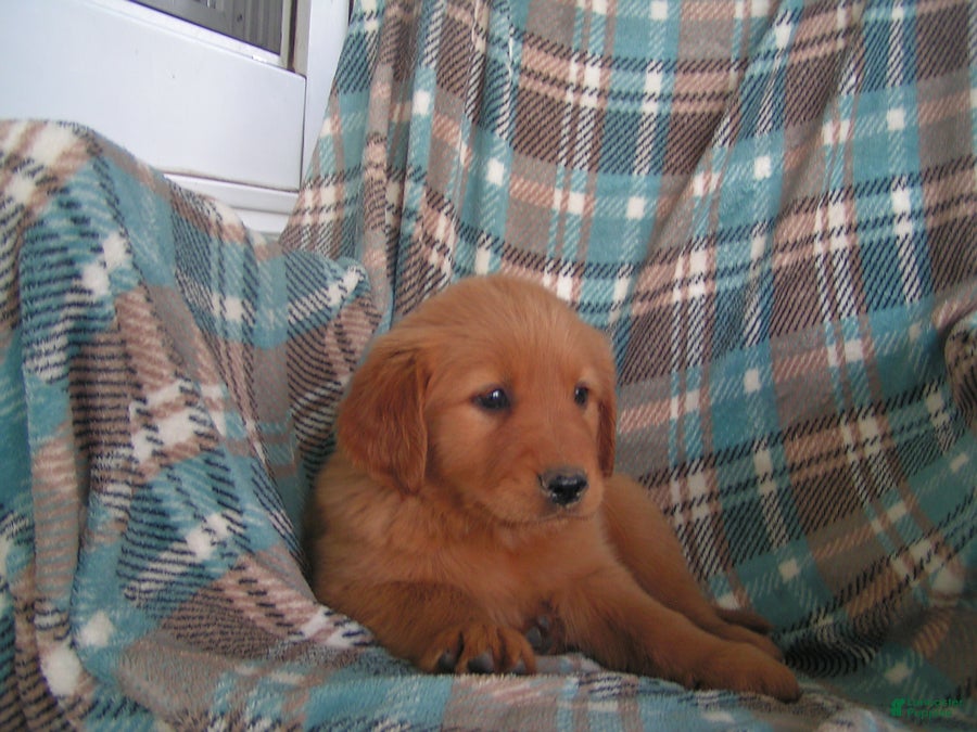 Golden Retriever dogs Luke - Ad 1