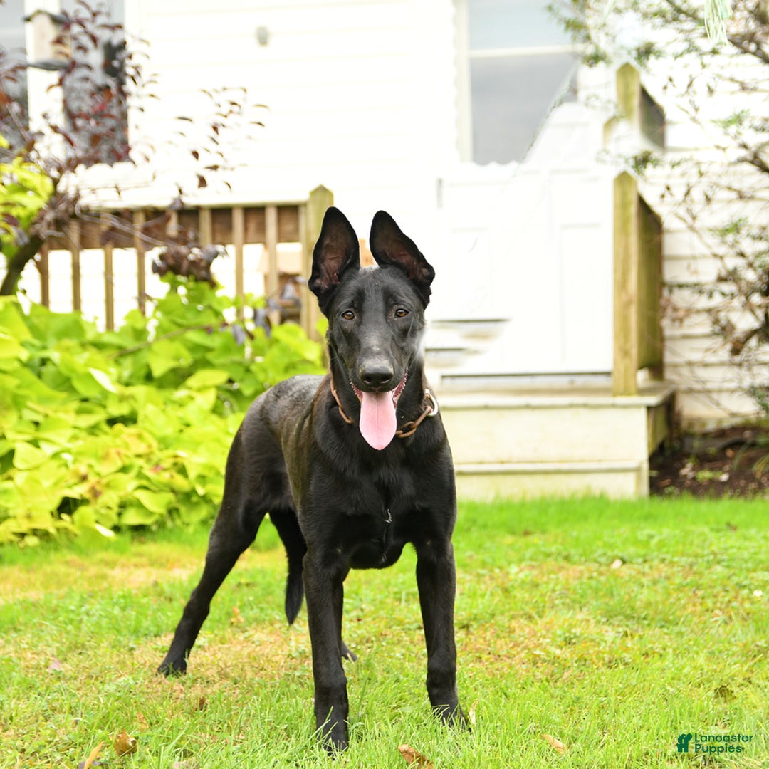 Black Belgian Malinois Puppies for sale Lancaster Puppies