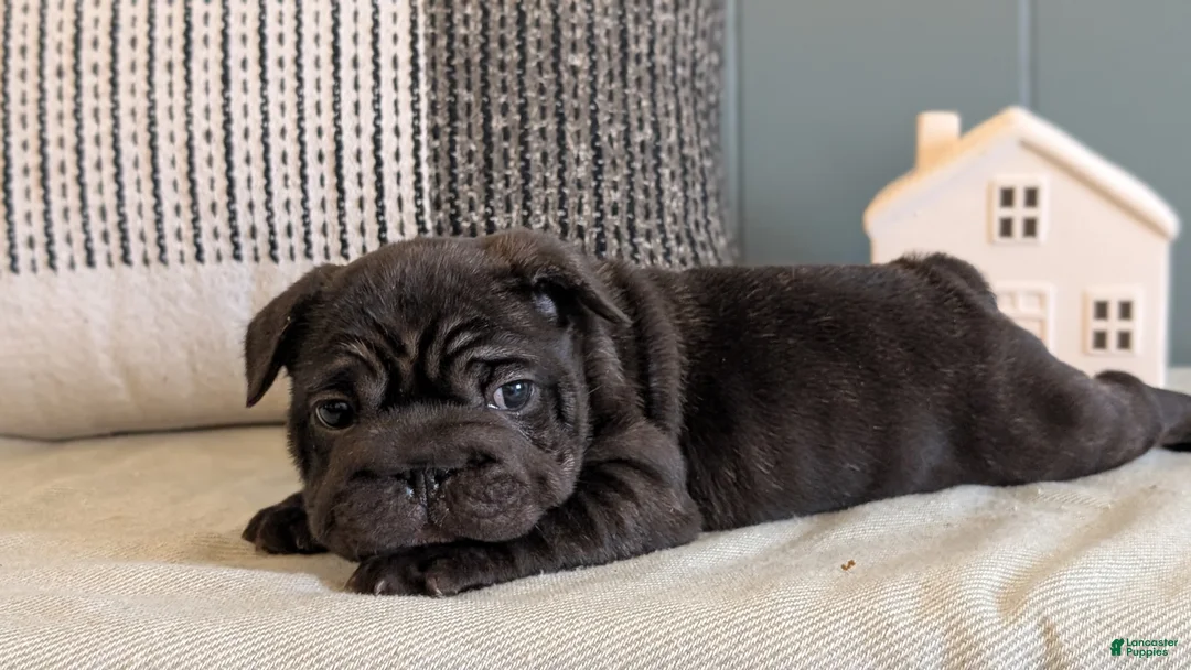 French Bulldog dogs for sale: Roxy - Ad 7