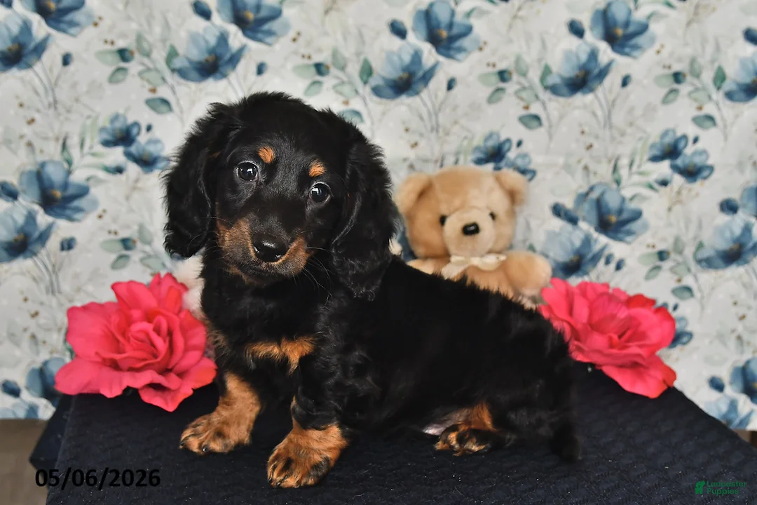 Miniature Dachshund dogs for sale: Jake - Ad 2
