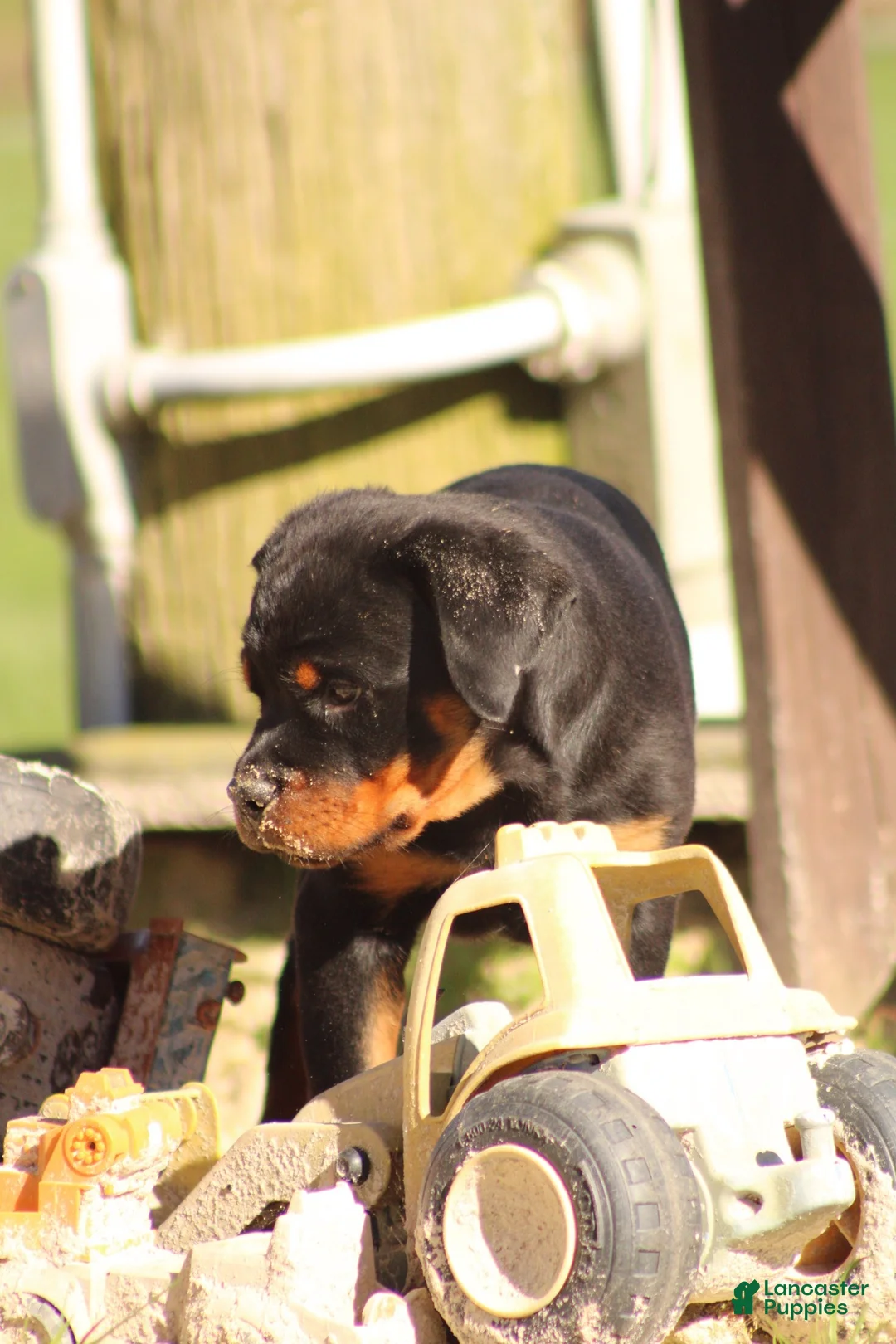 Rottweiler dogs for sale: Rottweiler 1 - Ad 2
