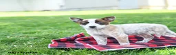 Australian Cattle Dog dogs for sale: Rita - Ad 3