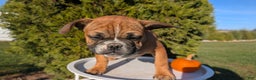 French Bulldog dogs for sale: Odin - Ad 8