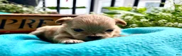 Pekapoo dogs for sale: Biscuit❤️ - Ad 1