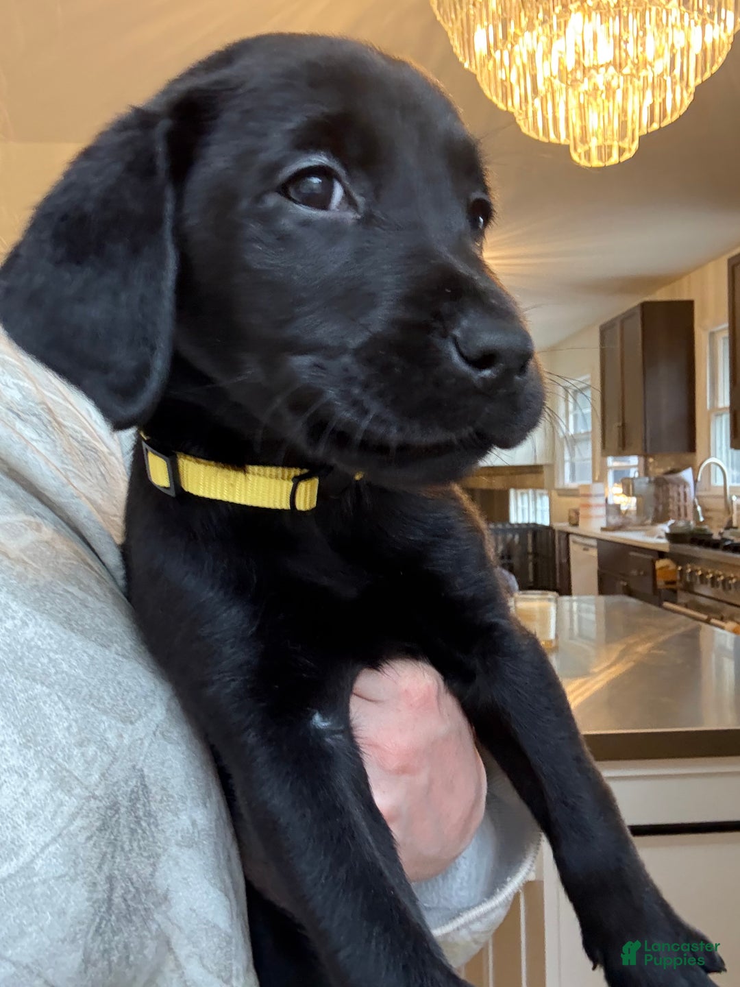 Labrador Retriever dogs for sale: Labrador Retriever Puppy- Yellow collar - Ad 1