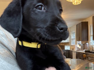 Labrador Retriever dogs Labrador Retriever Puppy- Yellow collar - Ad 3