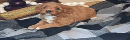 Cavapoo dogs for sale: KIwi - Ad 2