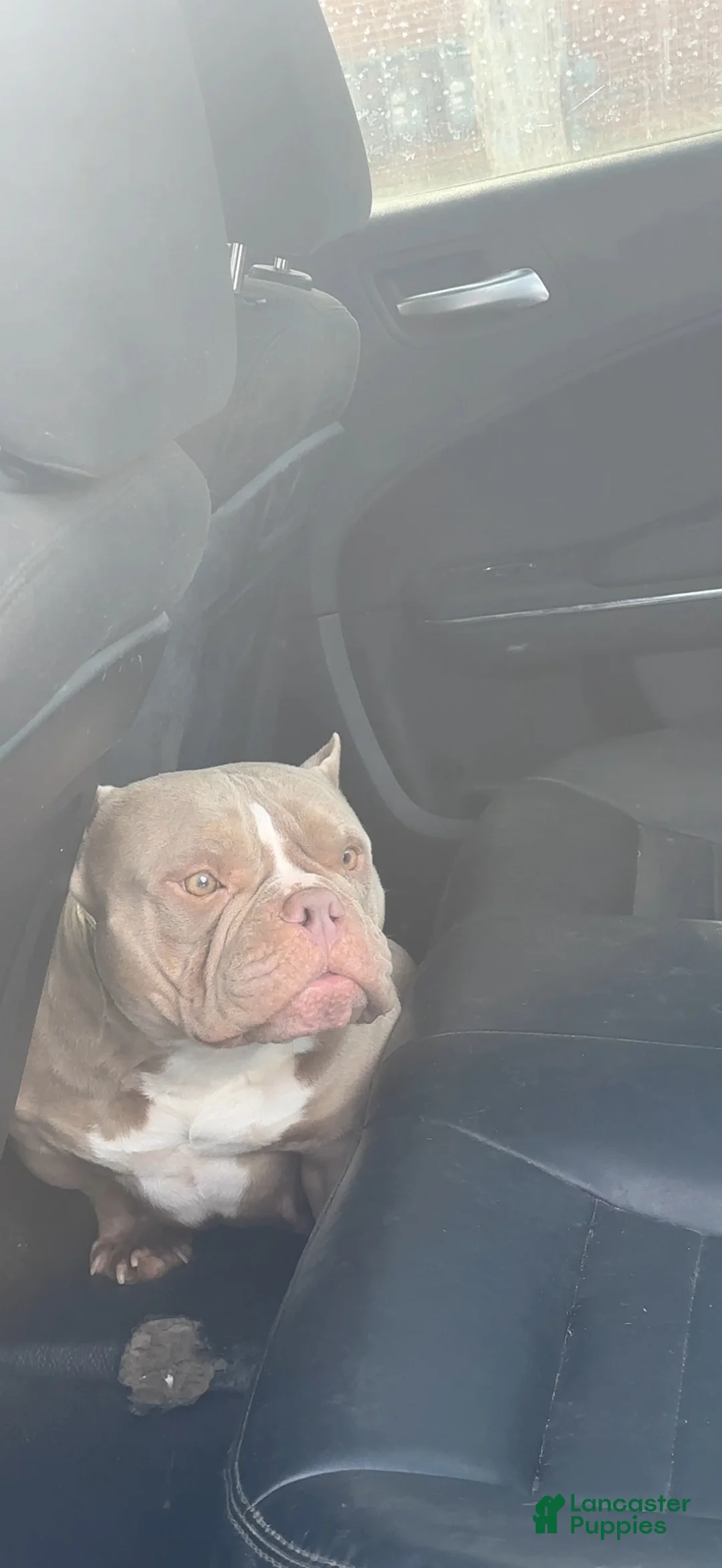 American Bully dogs for sale: Draco - Ad 4