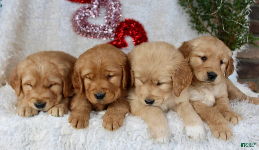 Golden Retriever dogs for sale: Golden Retriever Puppy Female 1 - Ad 7
