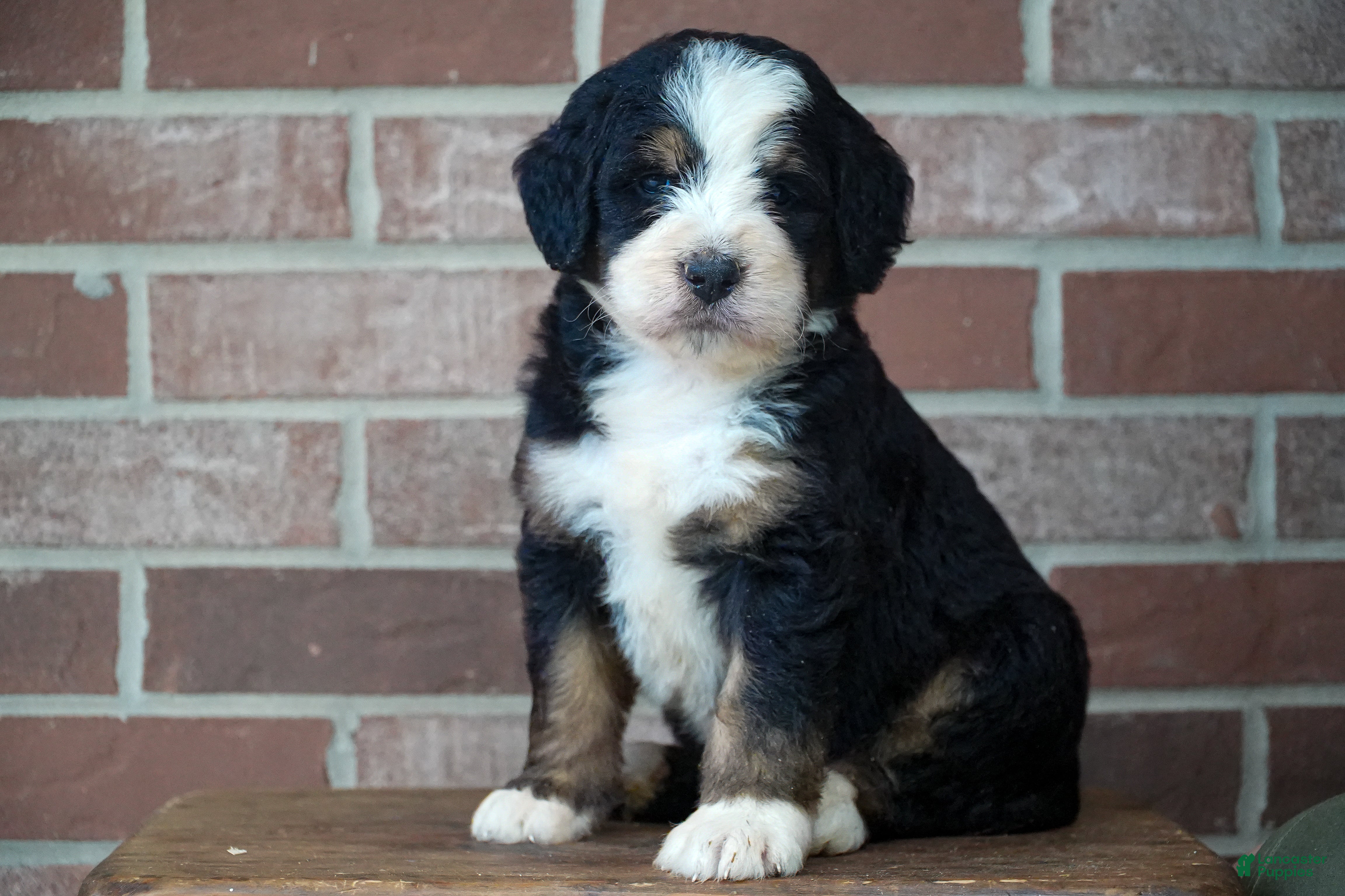 Bernedoodle dogs Belle - Ad 1