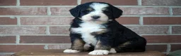 Bernedoodle dogs for sale: Belle - Ad 1