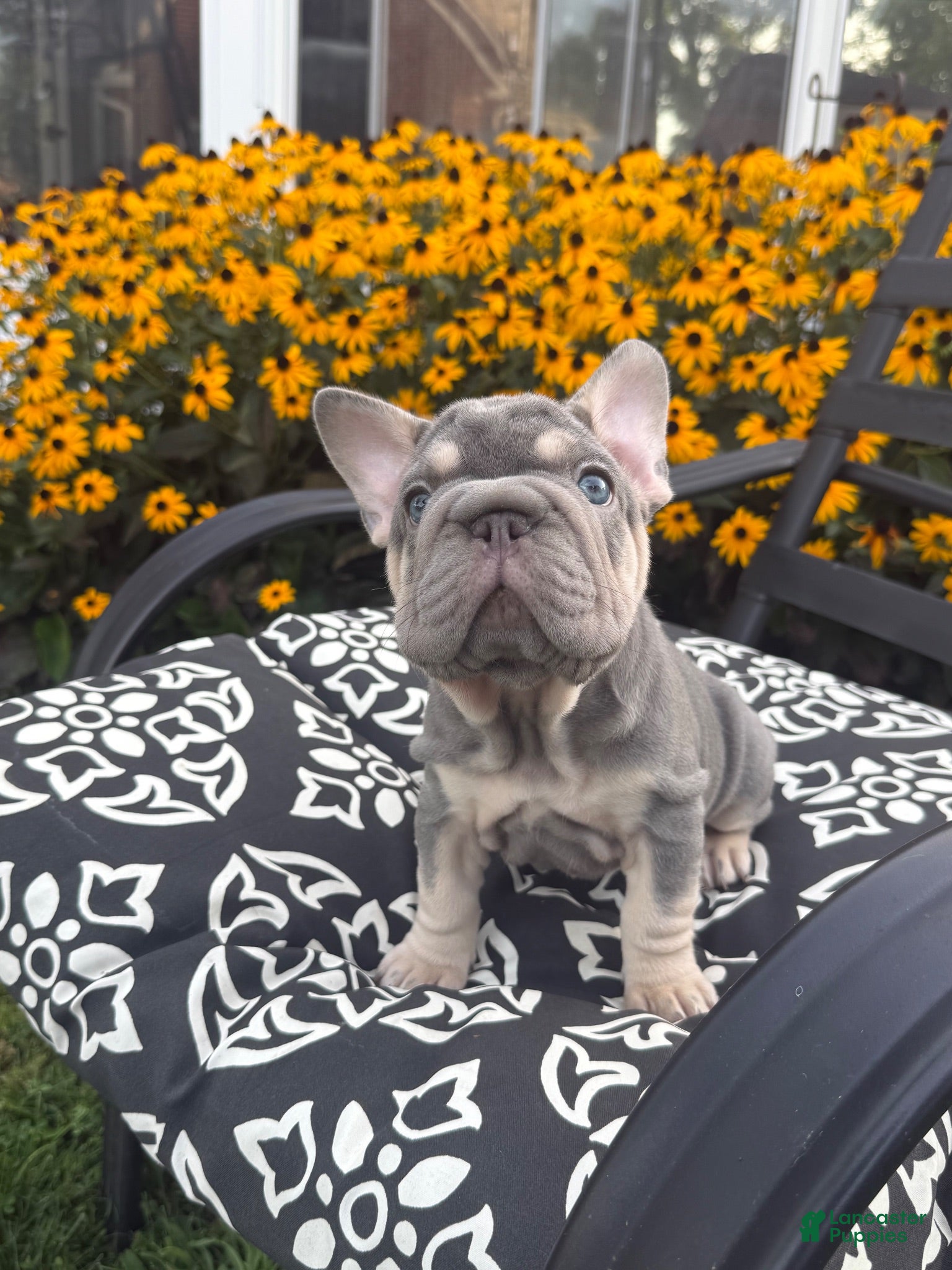 French Bulldog dogs French Bulldog 2 - Ad 2