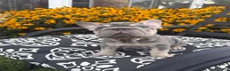 French Bulldog dogs for sale: French Bulldog 2 - Ad 2