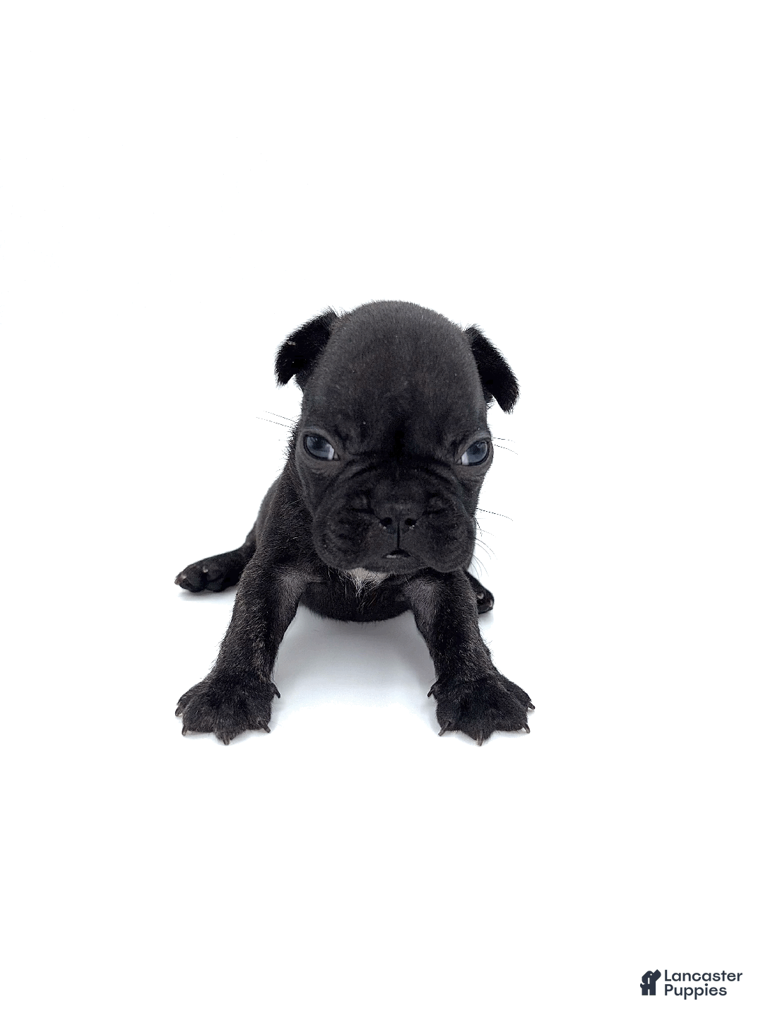French Bulldog dogs for sale: French Bulldog Puppy 2 - Ad 3