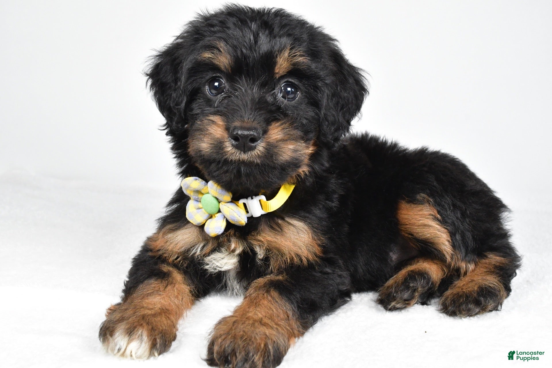 Mixed Breed dogs Tally - Ad 2