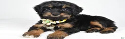 Mixed Breed dogs for sale: Tally - Ad 2