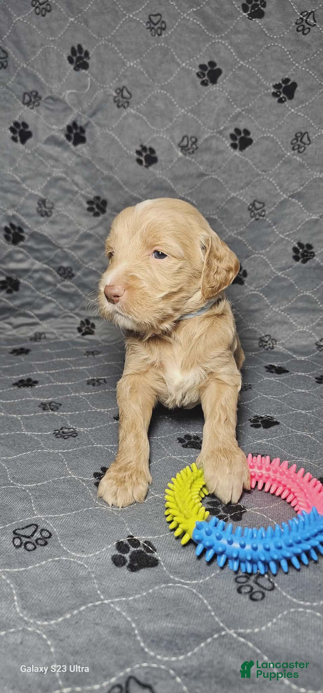Goldendoodle dogs for sale: Americano - Ad 5
