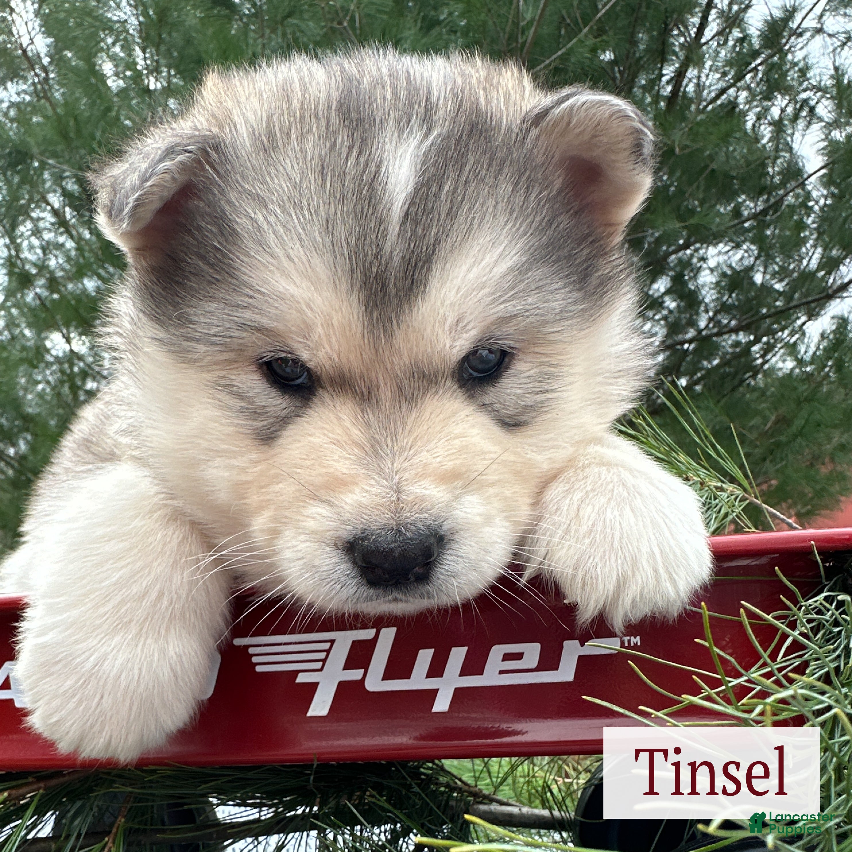 Alaskan Malamute dogs Tinsel - Ad 16