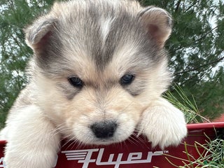 Alaskan Malamute dogs Tinsel - Ad 36