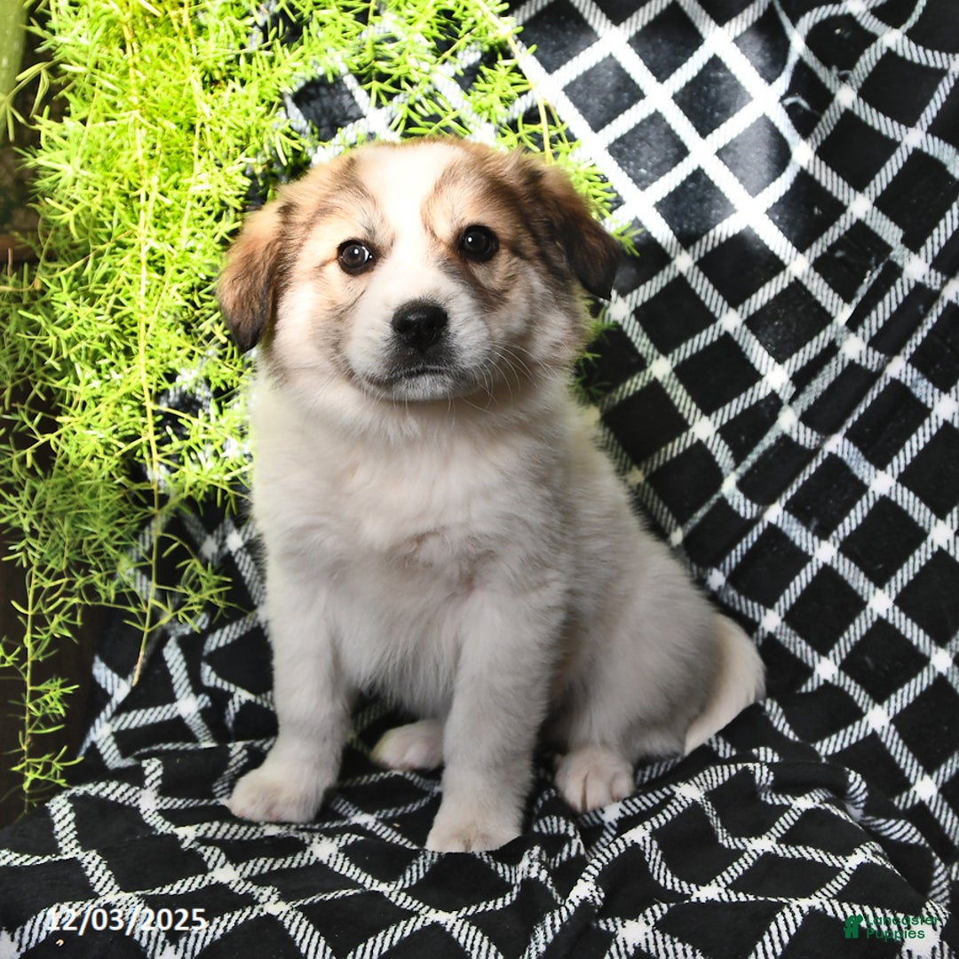 Great Pyrenees dogs for sale: Haley - Ad 2