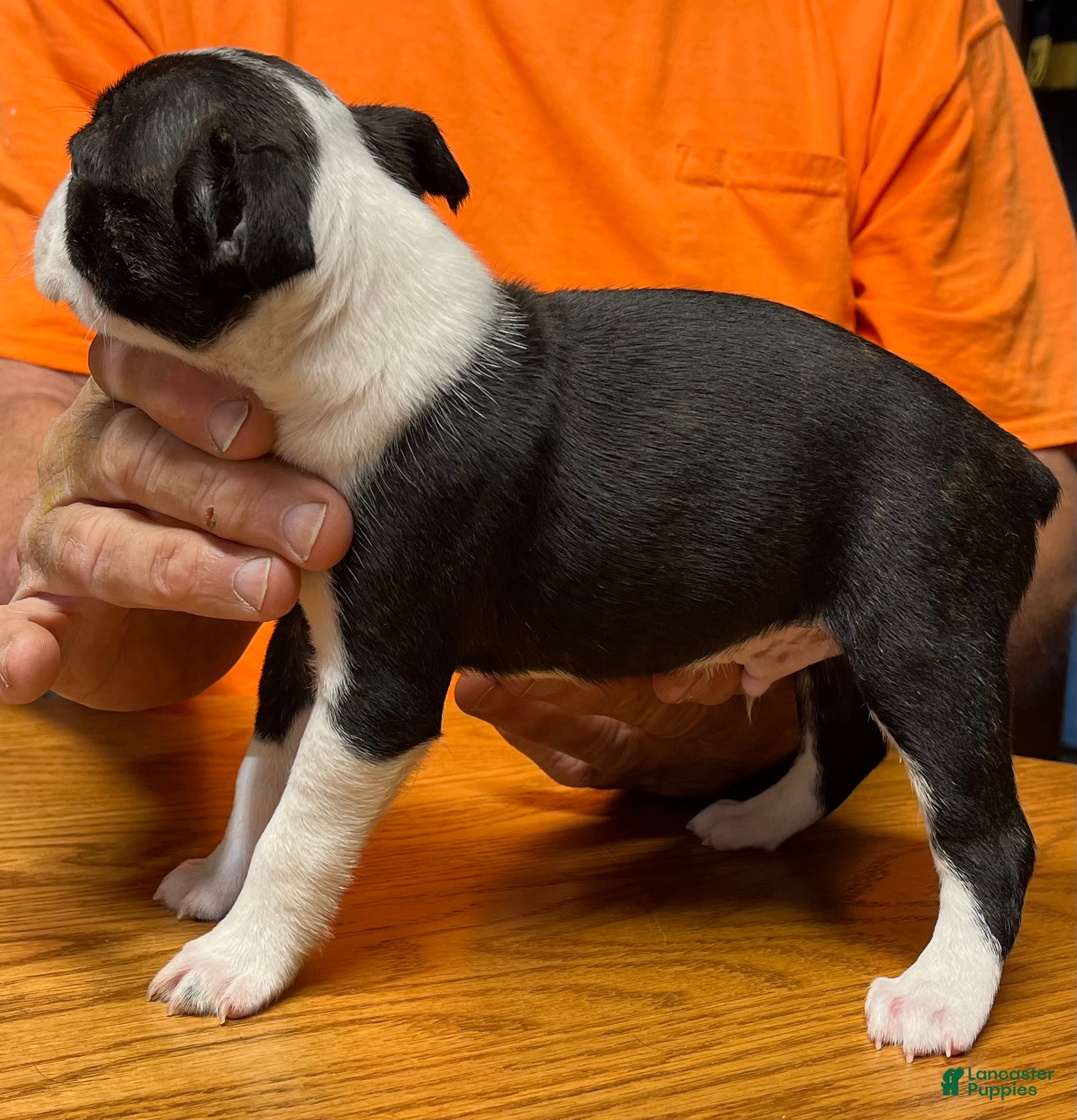 Boston Terrier dogs Boston Terrier 4 - Otto - Ad 2