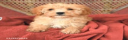 Cavapoo dogs for sale: Dixie - Ad 3