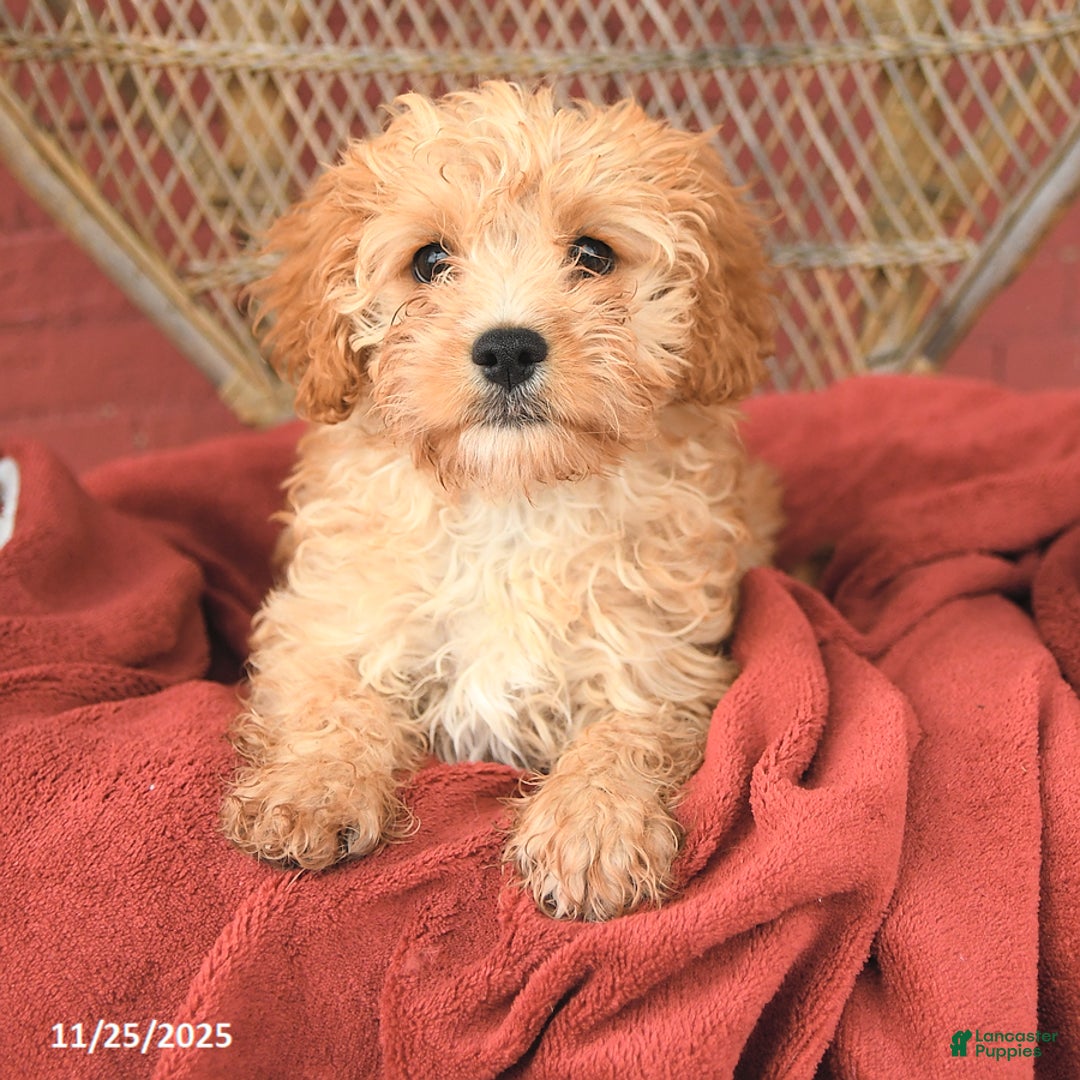Cavapoo dogs for sale: Dixie - Ad 3