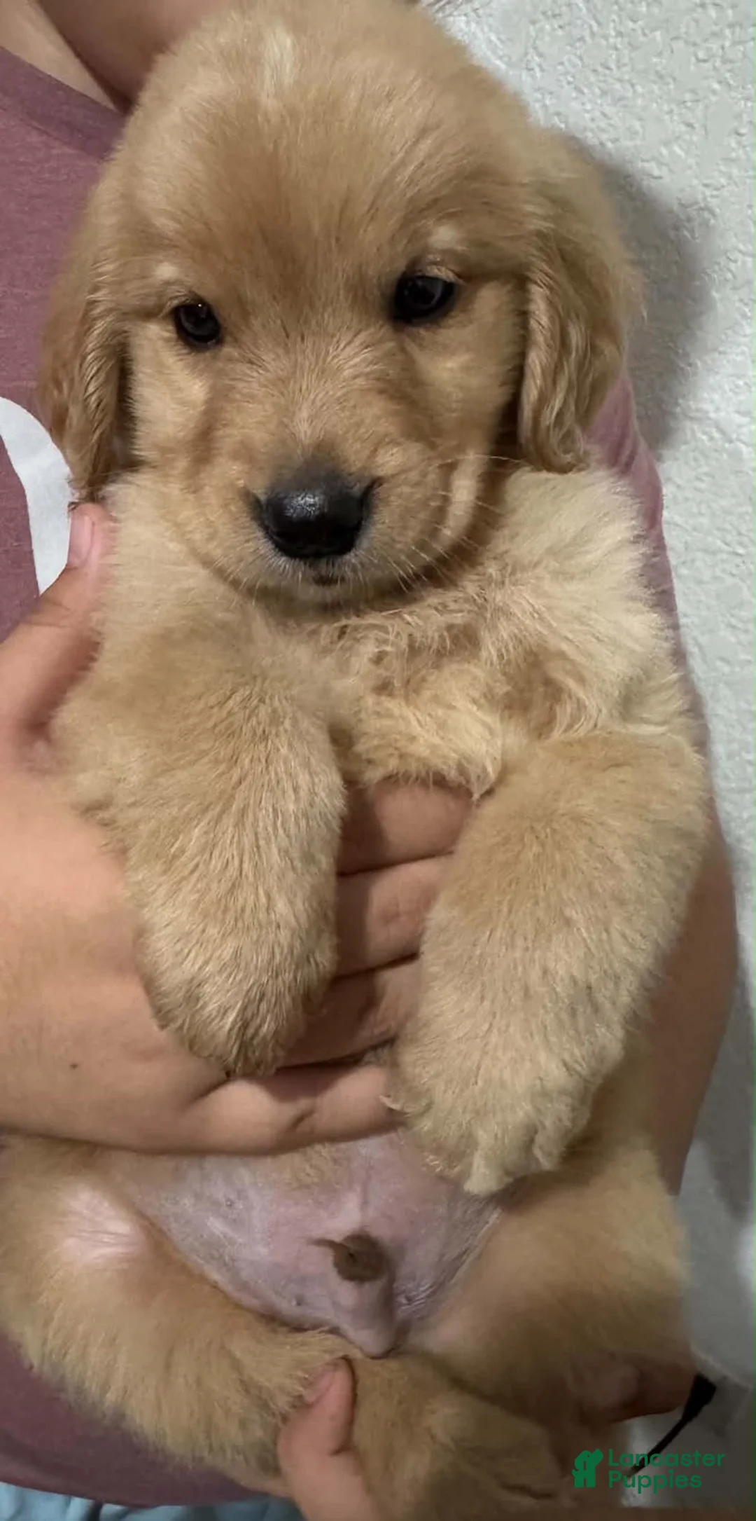 Golden Retriever dogs for sale: Golden Retriever 1 - Ad 3