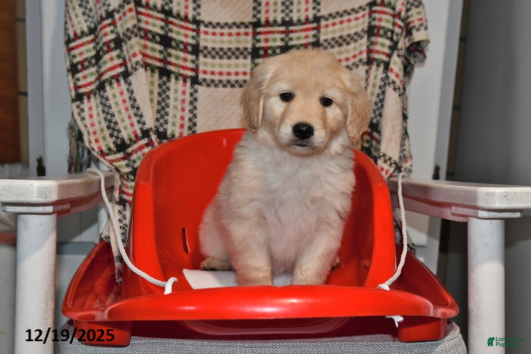 Mixed Breed dogs for sale: Annie - Ad 4