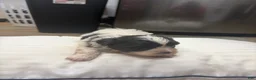 Mixed Breed dogs for sale: Pharoah - Ad 4