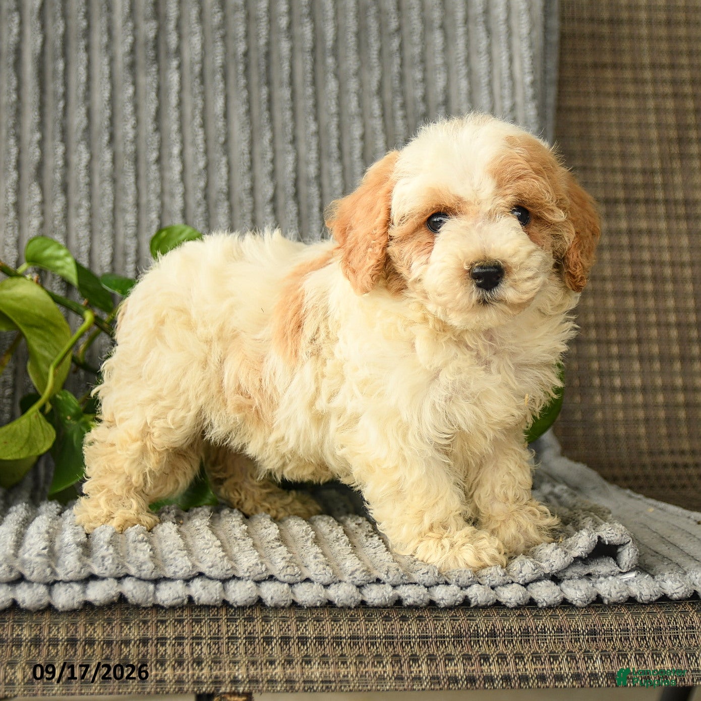 Bichpoo dogs Chloe - Ad 1