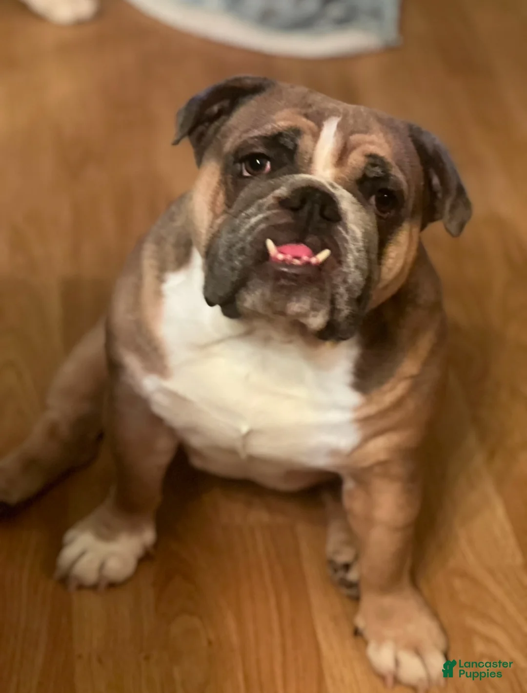 English Bulldog dogs for sale: English Bulldog Puppy 1 - Ad 5