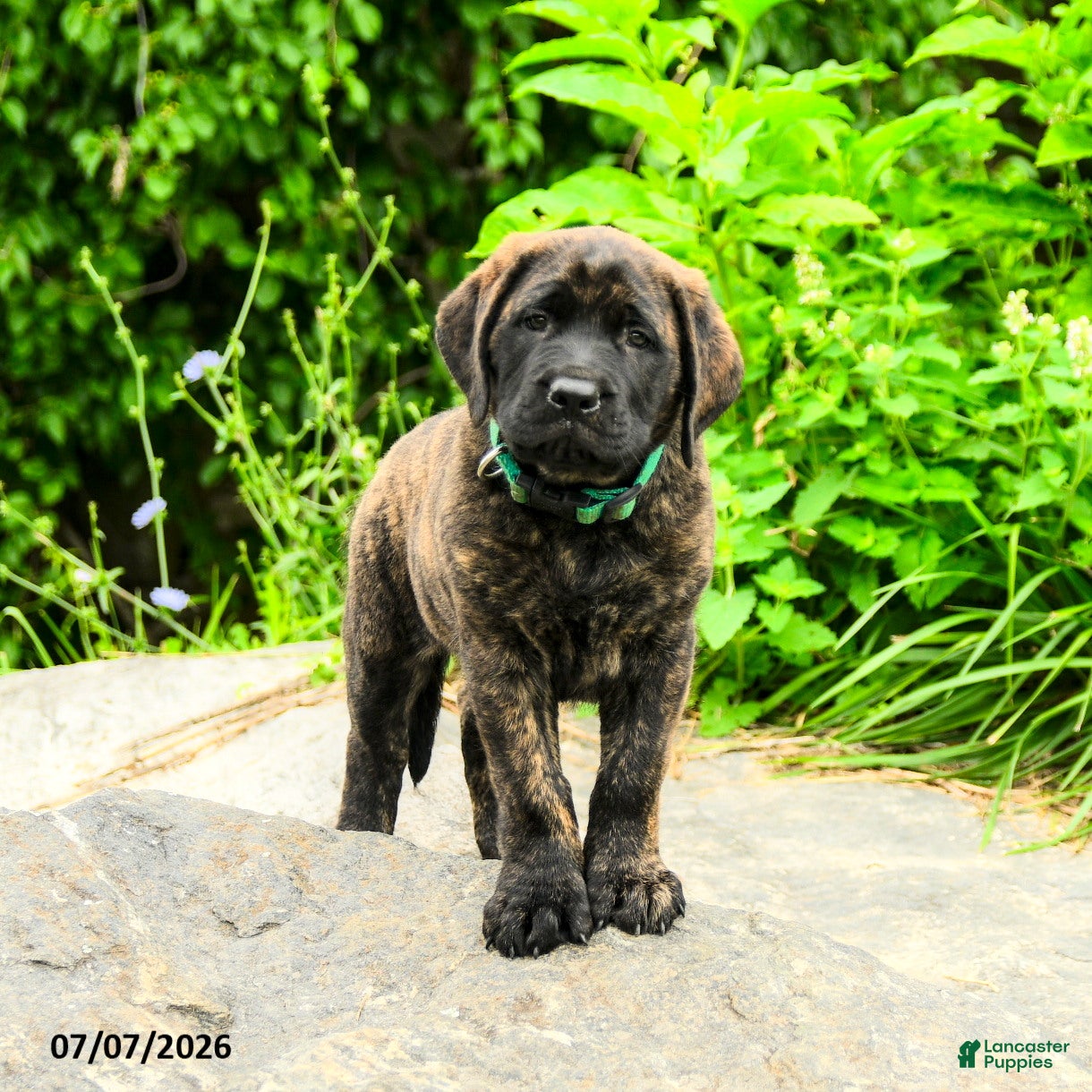 English Mastiff dogs Lyla - Ad 2