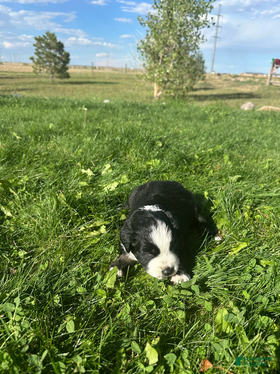Miniature Australian Shepherd dogs for sale: Tri Girl 1 - Ad 3