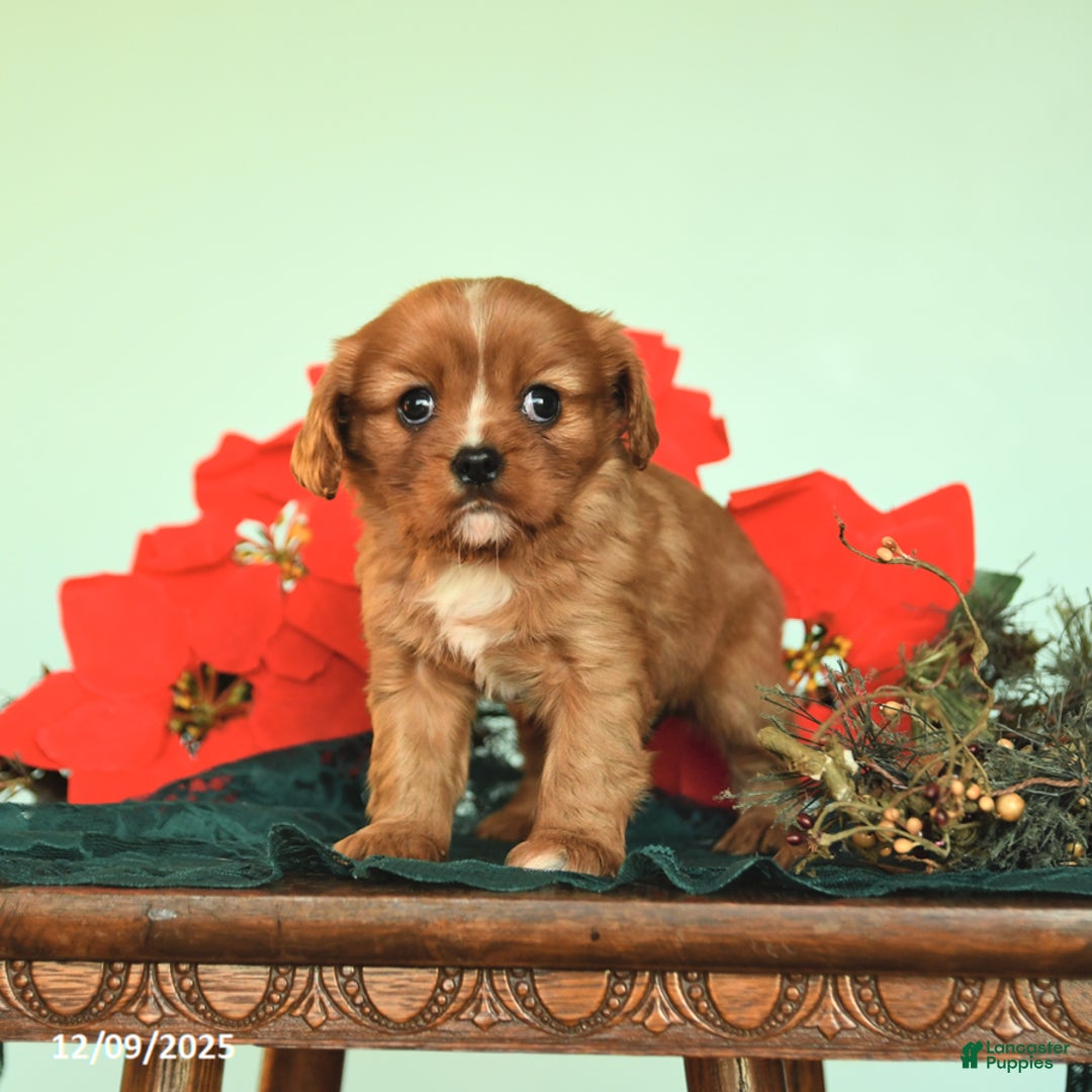 Cavalier King Charles Spaniel dogs for sale: Noelle - Ad 2