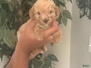 Standard Poodle dogs Blue Boy - Ad 2