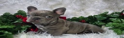 French Bulldog dogs for sale: Heather - Ad 4