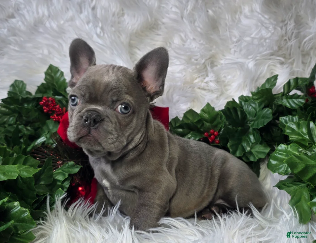 French Bulldog dogs for sale: Heather - Ad 9