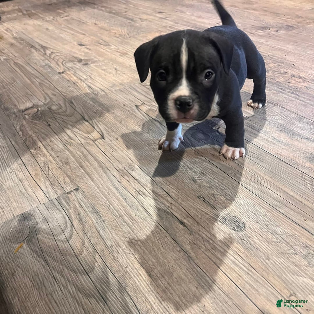 Gallery Image {{count}}