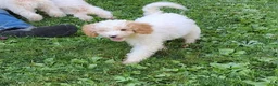 Miniature Poodle dogs for sale: Max - Ad 3
