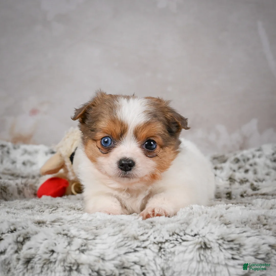 Chihuahua dogs for sale: Hunter - Ad 14