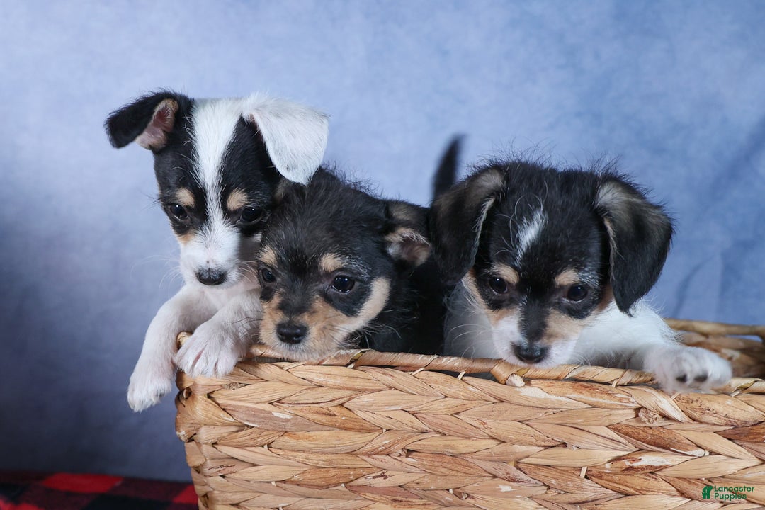 Chipoo dogs for sale: Kisses - Ad 27