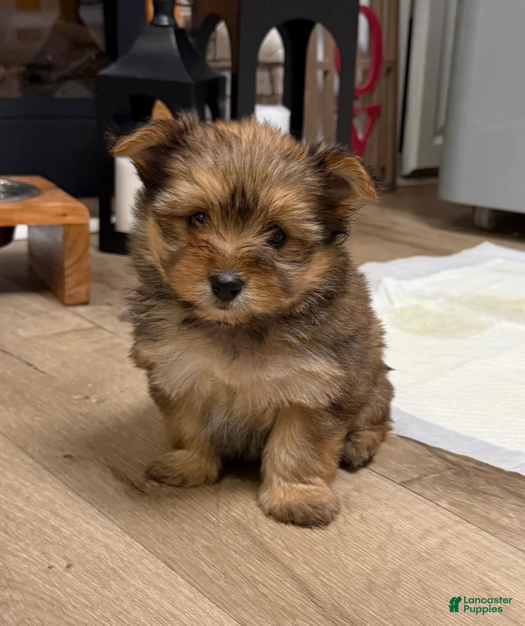 Mixed Breed dogs for sale: Female Puppy 3 - Ad 1