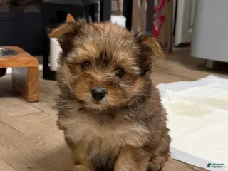 Mixed Breed dogs Female Puppy 3 - Ad 20