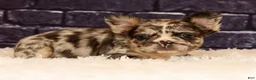 French Bulldog dogs for sale: GiGi - Ad 9