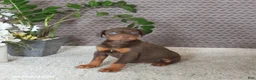 Doberman Pinscher dogs for sale: Maddox - Ad 4